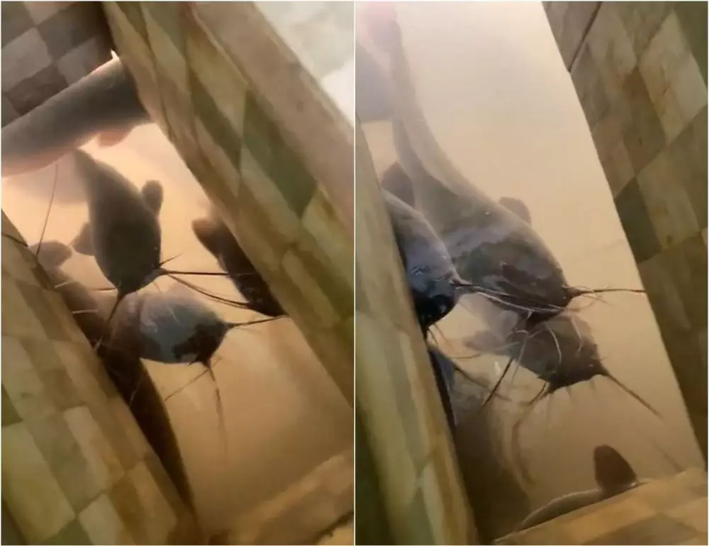 Potret nyeleneh wc kamar mandi ikan lele TikTok Potret nyeleneh wc kamar mandi ikan lele TikTok