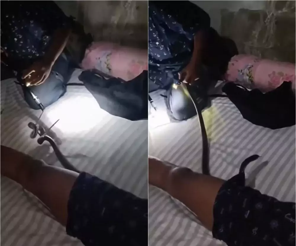 Momen ular kobra masuk ke celana dalam pria yang tidur Instagram