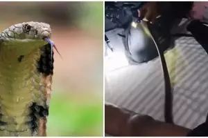 Viral seekor ular kobra masuk ke celana dalam pria yang sedang tertidur, dua petugas damkar dikerahkan