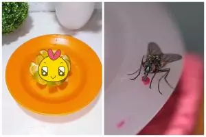 Tanpa semprot obat serangga, ini trik ampuh usir lalat secara alami biar nggak balik lagi