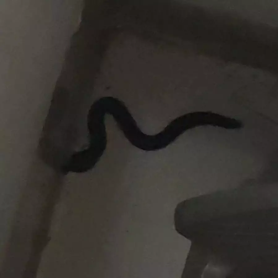 damkar evakuasi ular palsu © Instagram damkar evakuasi ular palsu © Instagram