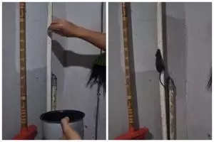 Cara buat jebakan ala pria ini ampuh bikin tikus susah kabur, cuma andalkan 1 bahan masakan