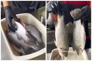 Tanpa direndam air jeruk nipis, ini cara ampuh hilangkan bau amis di ikan agar awet berminggu-minggu