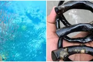 Kerap dikira tumbuhan, Kenali apa itu hewan laut akar bahar yang dilindungi, pahami ciri dan fungsinya