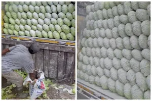 Viral bapak-bapak menaburkan semen putih ke tumpukan kubis yang akan dijual, ternyata ini alasannya