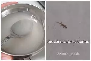 Nggak perlu repot bikin perangkap, ini cara ampuh usir cicak cuma pakai 1 bahan dapur