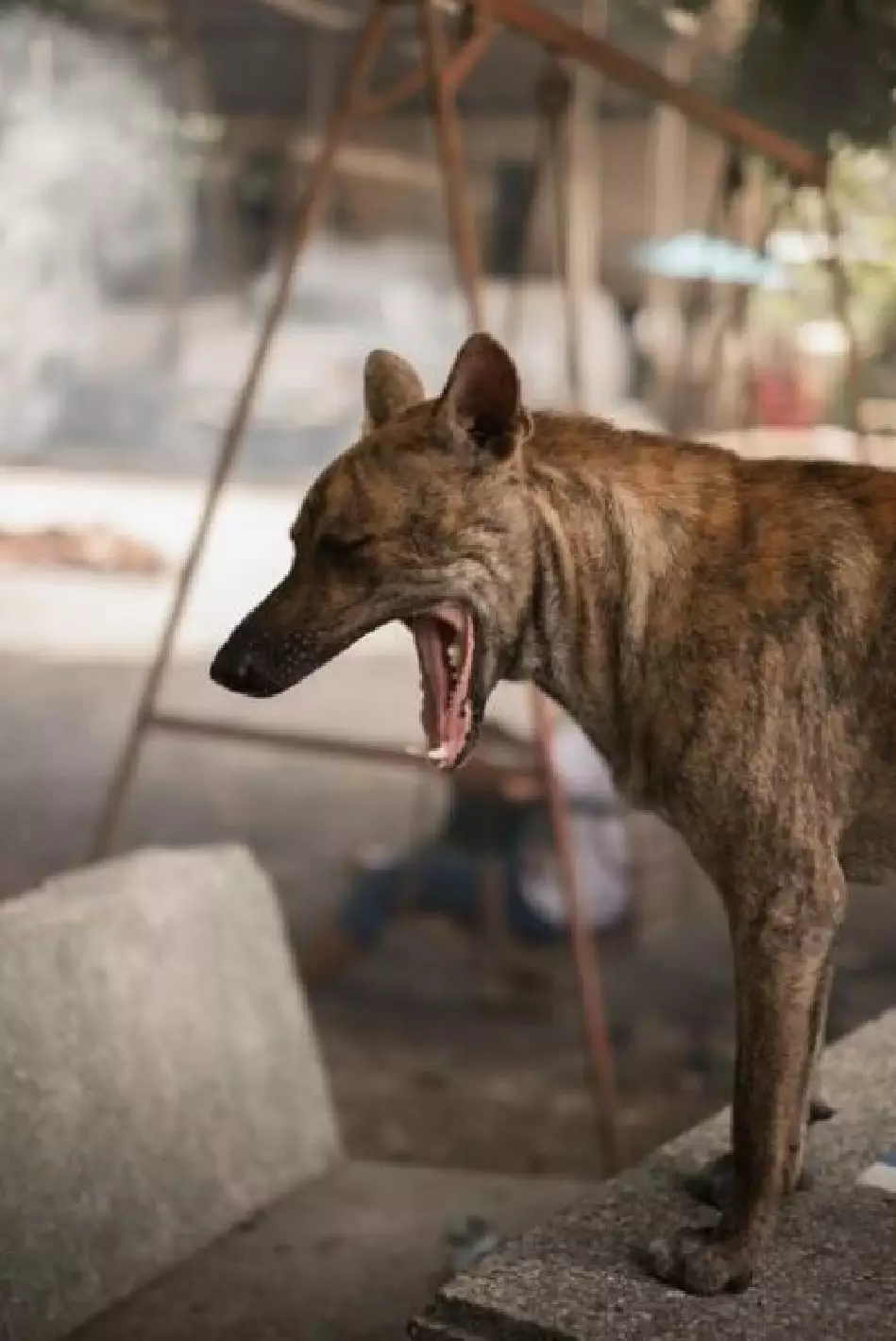 tips dan trik mengatasi gigitan anjing rabies freepik.com