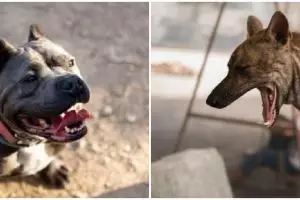 Cara mengatasi gigitan anjing agar tidak rabies, ini 12 tips dan trik yang wajib diketahui