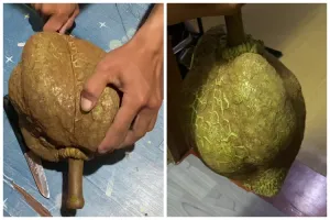 Durian gundul tanpa duri ini buat warganet heboh, setelah dibelah isinya bikin senyum puas