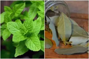 [KUIS] Jangan salah sebut! Coba uji pengetahuanmu, daun-daun pemberi aroma masakan ini namanya apa?