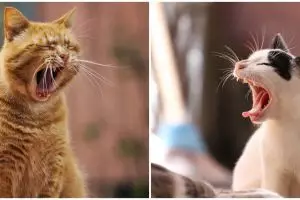 [KUIS] Jenis kucing yang kamu suka ungkap kepribadianmu, pilih lokal atau blasteran?