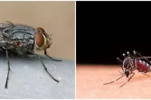 Mengenal bahaya virus oropouche yang ditularkan lalat dan nyamuk, dapat sebabkan kematian