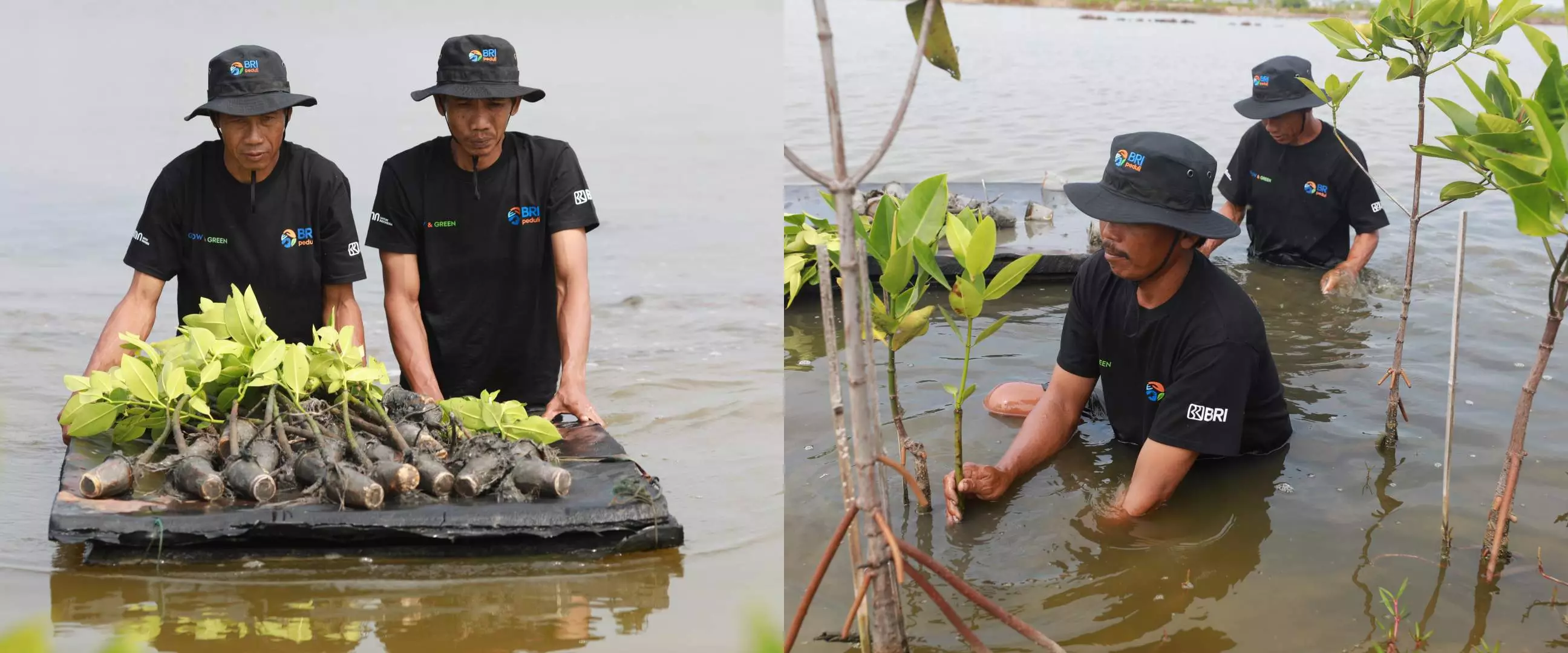 Selamatkan lahan dari abrasi, BRI Salurkan ribuan bibit mangrove kelompok tani di Muaragembong