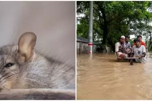 Waspada penyakit leptospirosis, kenali gejala, penyebab, dan cara mengatasinya