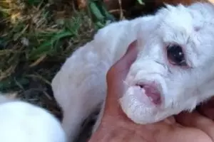 Heboh kelahiran anak domba bermata satu di Cianjur, dinilai alami kelainan genetika
