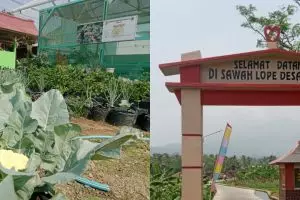 Sukses gali potensi pertanian dan wisata, ini cerita desa Cikaso yang raih juara Desa BRIlian