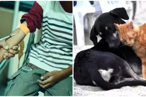 Mengapa harus melakukan vaksin rabies? Kenali manfaat, dosis, dan efek sampingnya