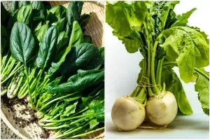 [KUIS] Coba tebak sayuran-sayuran ini boleh digoreng nggak sih? Uji pengetahuanmu sekarang