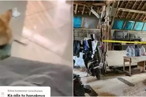 Sudah ditangani polisi, ini 7 fakta terbaru kasus bapak kos di Semarang yang makan kucing