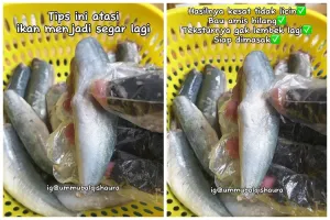 Cukup rendam pakai 1 jenis minuman, ini trik mengatasi ikan lembek agar kembali segar dan antiamis