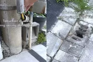 Tak perlu bikin alat jebakan khusus, ini trik usir tikus di rumah cukup tambah 1 bahan dapur