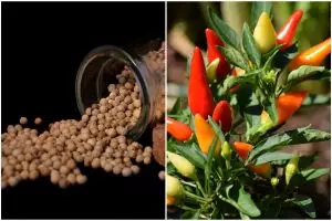 [KUIS] Kamu bisa bedain pedas lada dan cabai? Coba jawab 5 pertanyaan ini untuk uji kemampuanmu