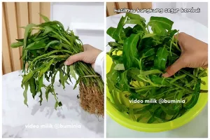 Kangkung layu jangan dibuang, ini cara mengembalikan kesegarannya agar tetap hijau saat dimasak