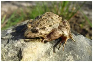 Cukup pakai 2 bahan dapur, ini trik usir kodok di halaman rumah supaya tak datang lagi
