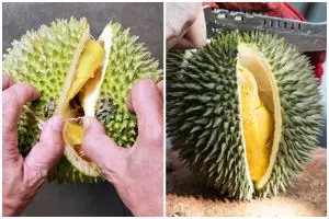 [KUIS] Jenis durian favorit menyimpan rahasia tentangmu, pilih di sini dan temukan sifat aslimu