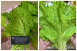 Awet 1 minggu tanpa dilapisi tisu, trik simpan selada layu ini bikin teksturnya padat dan segar lagi
