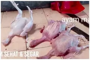 Jangan sampai salah beli, ini 7 ciri-ciri ayam tiren tidak layak konsumsi