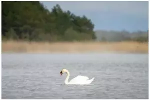 10 Contoh teks laporan hasil observasi hewan dan penjelasan lengkap