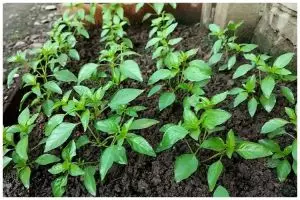 Cara merawat tanaman kemangi agar daunnya lebat dengan 1 bahan dapur modal Rp0