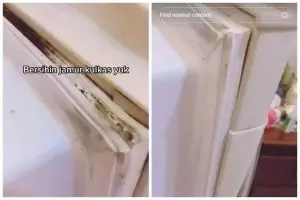 Cara ampuh menghilangkan jamur di karet pintu kulkas tanpa sabun