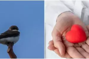 Jadi incaran seluruh dunia, 11 manfaat sarang burung walet untuk kesehatan