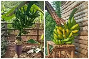 Trik agar pohon pisang berbuah manis dan besar andalkan 1 ampas dapur