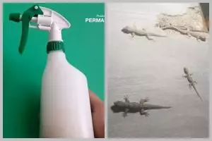 Cara mengusir cicak dengan satu bahan dapur, tanpa menyentuh atau membuat perangkap