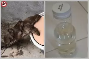 Usir tikus tanpa perangkap atau sentuhan, cukup gunakan 1 bahan dapur ini untuk hasil ampuh