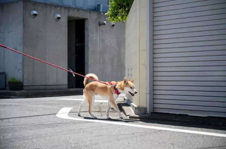 9 cara menyelamatkan diri saat dikejar anjing © 2024 brilio.net 9 cara menyelamatkan diri saat dikejar anjing © 2024 brilio.net