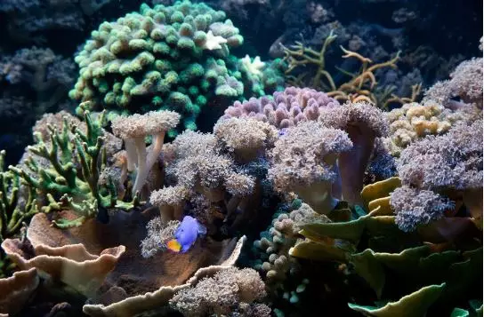 Ekspor pasir laut banyak ditentang karena bisa merusak lingkungan © 2024 brilio.net