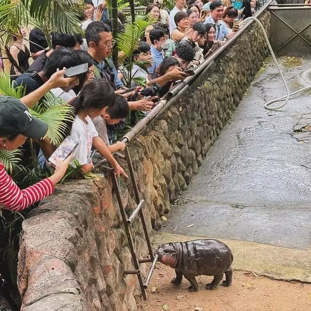 Deng Moo kuda nil viral di Thailand © 2024 Instagram Deng Moo kuda nil viral di Thailand © 2024 Instagram