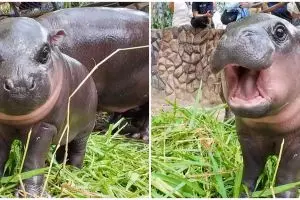 Bayi kuda nil viral Moo Deng dapat perlakukan buruk, kebun binatang ambil sikap tegas 