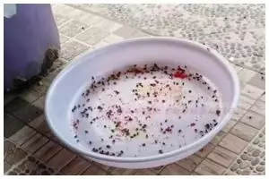 Cara ampuh mengusir lalat di meja makan dengan 1 bahan dapur, tak perlu lagi sabun cuci piring