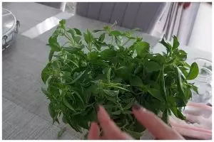 Andalkan 1 bahan dapur, ini cara awetkan kemangi agar daunnya tetap hijau selama berminggu-minggu