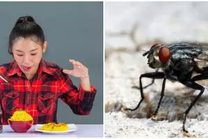 Tak hanya sebarkan bakteri penyakit, ini 10 bahaya mengonsumsi makanan yang sudah dihinggapi lalat