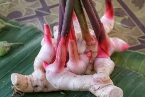 6 Cara menyimpan lengkuas agar tak kering dan mengeras, tetap segar sampai 3 minggu