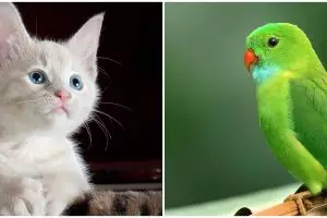 [KUIS] Pilih binatang favoritmu dan temukan gaya hidup impian yang paling cocok dengan kepribadianmu