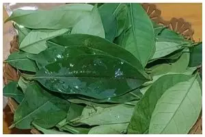 Cara menyimpan daun salam tetap segar dan hijau tanpa dijemur, awet selama berbulan-bulan