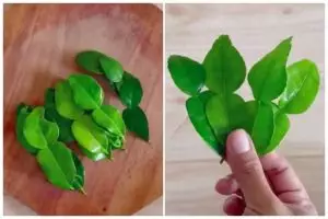 Cara menyimpan daun jeruk tetap hijau segar hingga 2 bulan tanpa direndam air