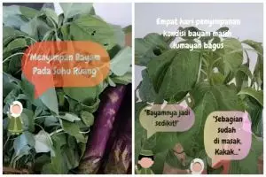 Tak layu dan daunya tetap hijau sampai 4 hari, begini trik mudah simpan bayam meski tanpa kulkas